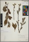 Foto von Salix atrocinerea Brot. x Salix caprea L.